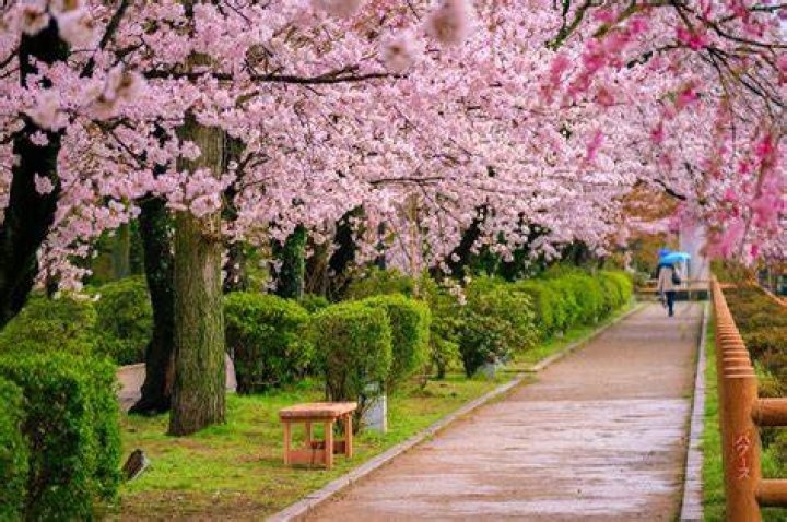 Cherry Blossom