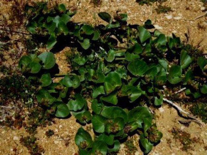 september 2010 002 Mystery plant. About 5 feet tall. Dime &hellip; Flickr